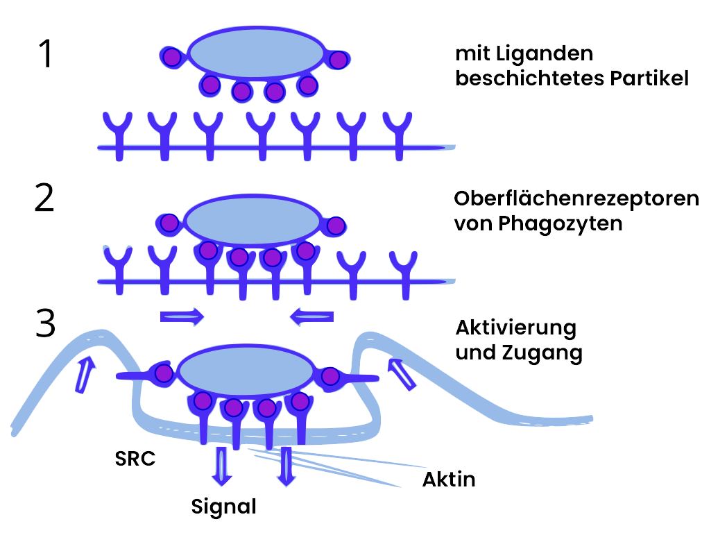 Vereinfachtes Schema der Phagozytose in drei Phasen.
