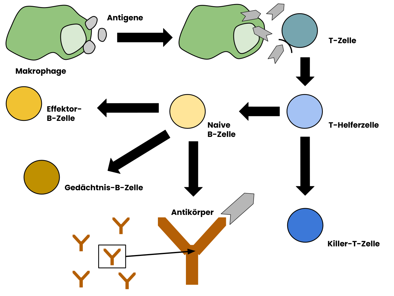 Diagramm der erworbenen Immunantwort.