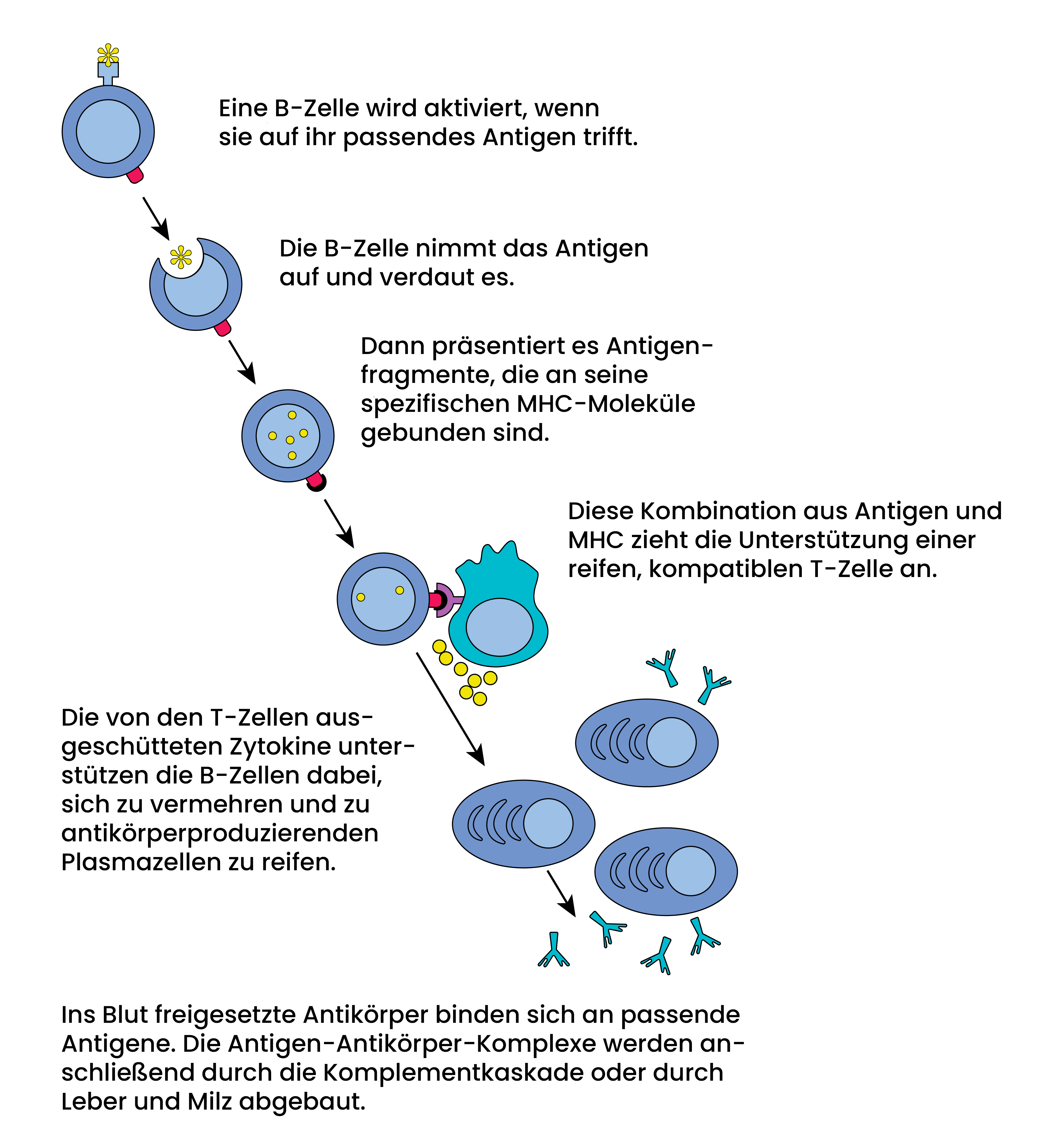 Vertikales Schemadiagramm des B-Zell-Aktivierungsprozesses – von der naiven B-Zelle über die T-Zell-abhängige Aktivierung (Signal 1 + Signal 2), klonale Expansion und Keimzentrumreaktion bis zur Differenzierung in Plasmazellen und Gedächtnis-B-Zellen.