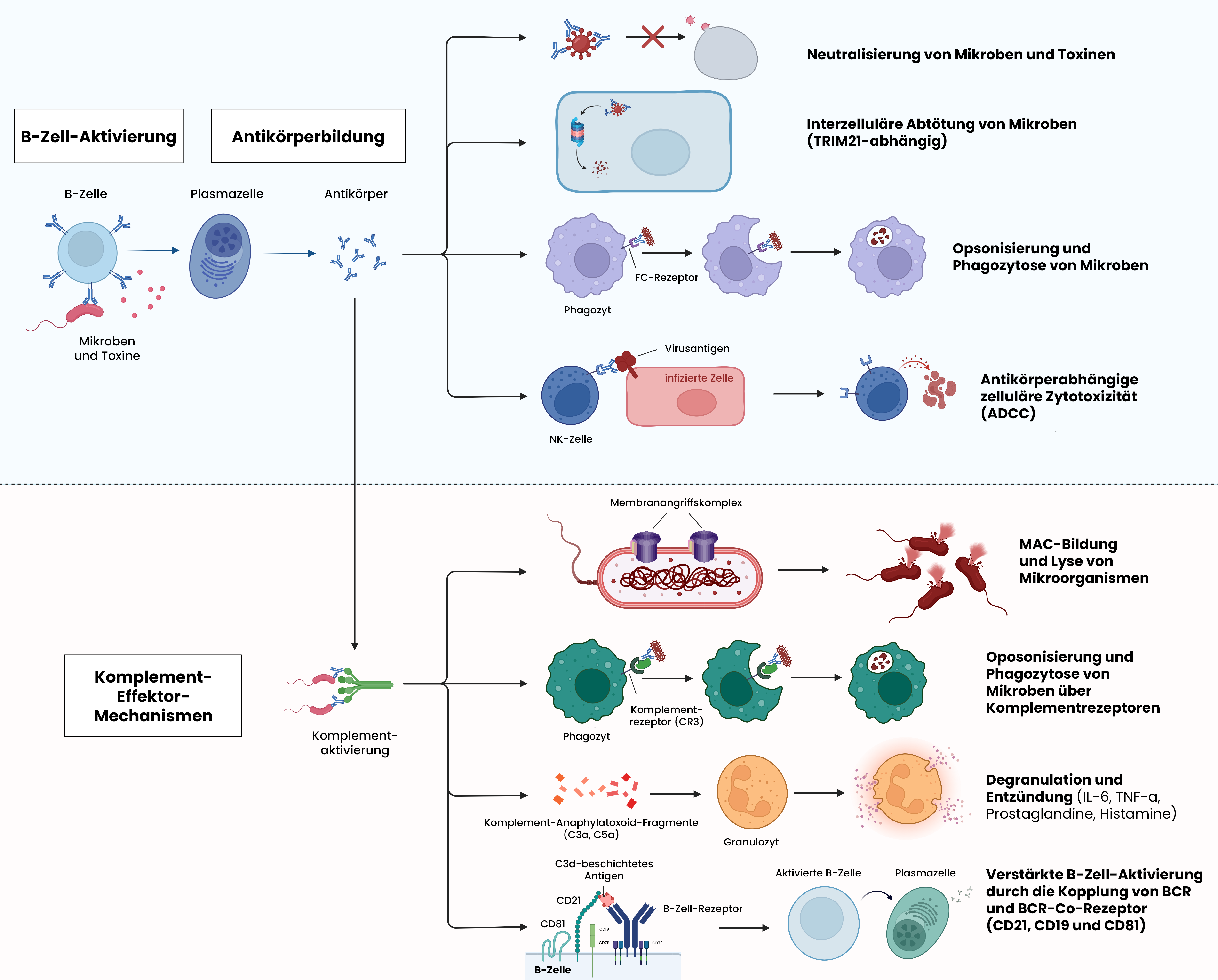 Die drei Hauptmechanismen der Antikörper-vermittelten Immunabwehr: Neutralisierung, Opsonisierung und Komplementaktivierung.