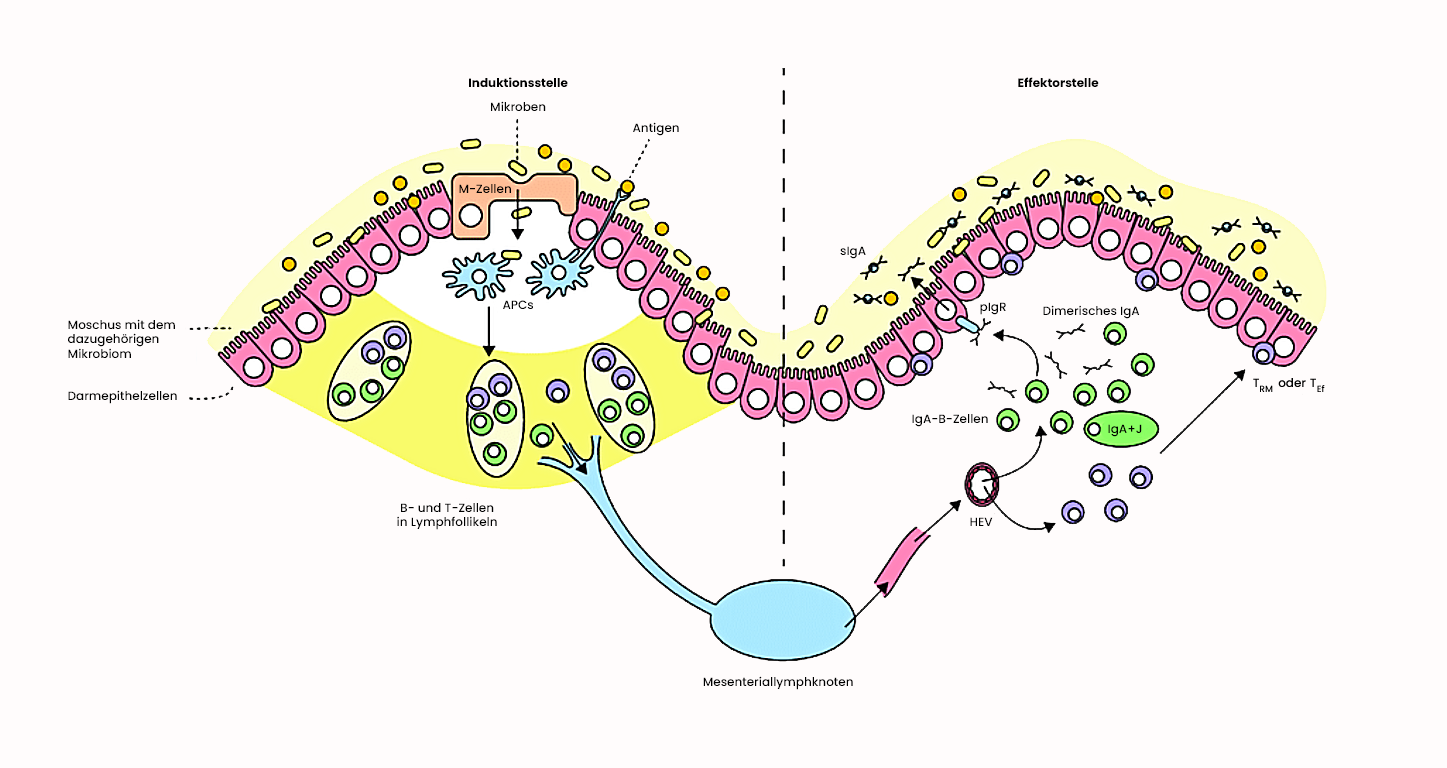 IgA-Dimere aus Plasmazellen der Lamina propria binden an den polymeren Immunglobulin-Rezeptor (pIgR) auf der basolateralen Seite der Epithelzellen und werden durch Transzytose als sekretorisches IgA ins Darmlumen transportiert.